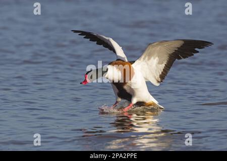 Shelduck comune (Tadorna tadorna) maschio adulto, in volo, sbarco sull'acqua, Gloucestershire, Inghilterra, Regno Unito Foto Stock