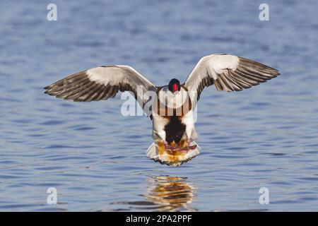 Shelduck comune (Tadorna tadorna) maschio adulto, in volo, sbarco sull'acqua, Slimbridge, Gloucestershire, Inghilterra, Regno Unito Foto Stock