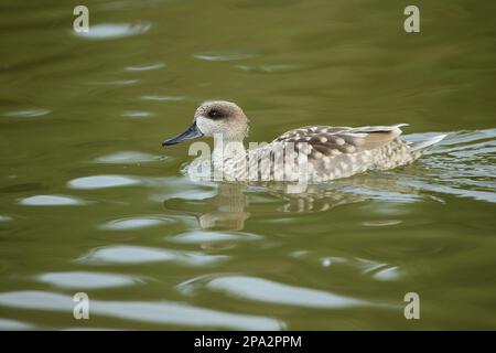 Angustirostris, anatra marmorizzata (Marmaronetta angustirostris), anatre marmorizzate (Anas), anatre, uccelli d'oca, animali, Uccelli, in marmo Teal adulto, nuoto Foto Stock