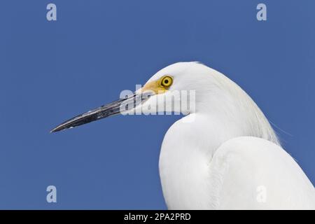 Gretta nevosa (Egretta thula) adulto, piumaggio di allevamento, primo piano della testa, utricularia ocroleuca (U.) (U.) S. A Foto Stock