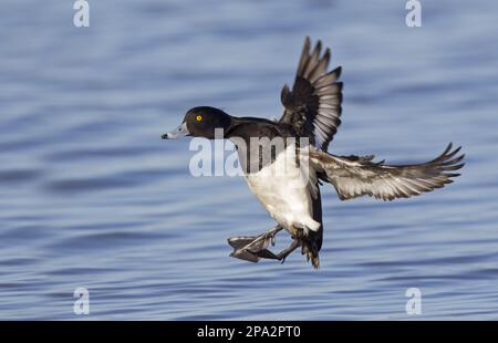 Tufted Duck (Aythya fuligula) adulto maschio, in volo, sbarco sull'acqua, Slimbridge, Gloucestershire, Inghilterra, Regno Unito Foto Stock