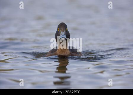 Tufted Duck (Aythya fuligula) femmina adulta, nuoto, Norfolk, Inghilterra, Regno Unito Foto Stock
