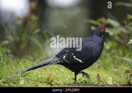 Fagiano di Mikado (Syrmaticus mikado), maschio adulto, camminando lungo il bordo del sentiero, Anmashan, Taiwan centrale Foto Stock