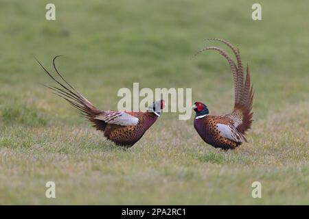 Fagiano comune (Phasianus colchicus) due maschi adulti, combattendo in campo d'erba, Suffolk, Inghilterra, Regno Unito Foto Stock