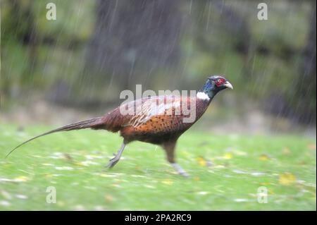 Fagiano comune (Phasianus colchicus), maschio adulto, camminando sull'erba durante un rainstorm, scale, Newlands Valley, vicino Keswick, Lake District N.P. Foto Stock