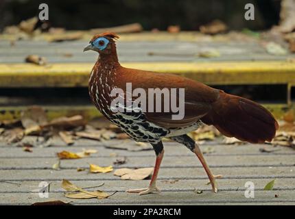 Crested fireback (Lophura ignita rufa), donna adulta, a piedi lungo il lungomare, Taman Negara N. P. Titiwangsa Montagne, Malay Penisola Foto Stock