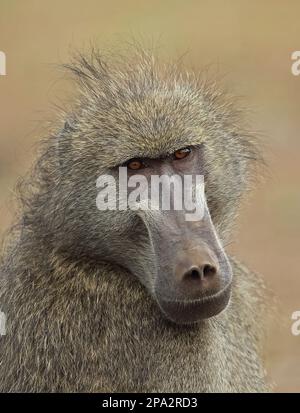 Ursino (Hamadryas) ursino, babbuino di orso, babbuini di chacma (babbuino di Papio hamadryas (Papio hamadryas), scimmie, babbuini, primati, mammiferi, animali Foto Stock