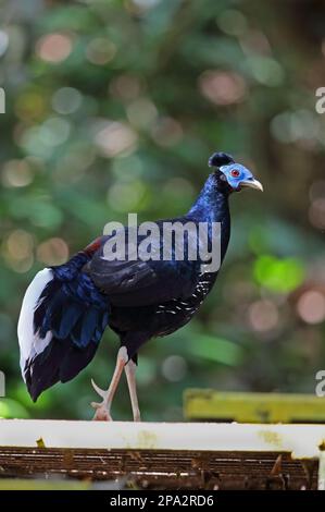 Crested Fireback (Lophura ignita rufa), adulto maschio, camminando lungo il lungomare, Taman Negara N. P. Titiwangsa Montagne, Malay Penisola Foto Stock