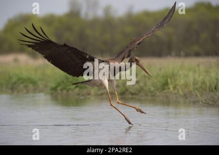 Giovane cicogna nera (Ciconia nigra), in volo, sbarcò in acqua, Hortobagy N. P. Ungheria Foto Stock