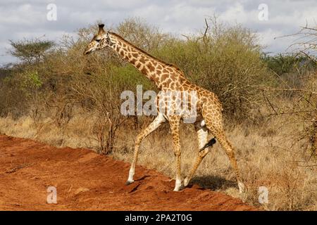 Masai giraffa (Giraffa camelopardalis tipelskirchi) maschio adulto, camminando nel cespuglio secco, Kenya Foto Stock