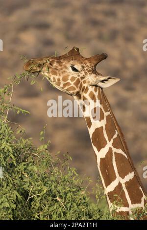 Giraffa reticolare adulta (Giraffa camelopardalis reticulata), primo piano di testa e collo, nutrirsi sulle foglie in una savana secca semi-desertica, Samburu Foto Stock