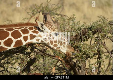 Giraffa reticolata (Giraffa camelopardalis reticulata) adulto, primo piano della testa, nutrimento su foglie di acacia con lingua estesa, Shaba National Foto Stock