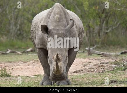 Rinoceronte bianco (Ceratotherium simum simum) adulto, in piedi, Kruger N. P. Great Limpopo Transfrontier Park, Sudafrica Foto Stock