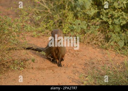 Mongoose rosse indiane, Mongoose rude (Herpestes smithii), Mongoose, Mongoose, predatori, mammiferi, Scricchiolanti, animali, Ruddy Mongoose adulto, seduto Foto Stock