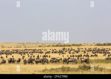 la bizzarra bianca, la bizzarra bianca (Connochaetes), la bizzarra bianca orientale, la bizzarra bianca orientale, Striped Foto Stock