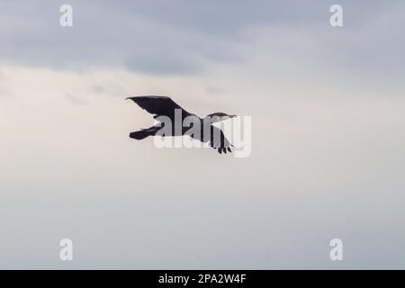 Cormorano nero che vola nel cielo blu. Il grande cormorano, Phalacrocorax carbo, conosciuto come il grande cormorano nero Foto Stock