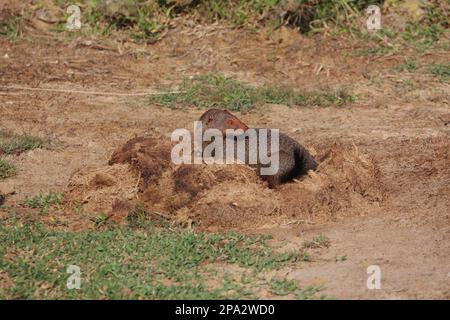 Zeylandicus, Herpestes smithii, Mongoose, Mongoose ruddy (Herpestes smithii), predatori, mammiferi, gatti striscianti, animali, Sri Lanka Ruddy Mongoose in Foto Stock