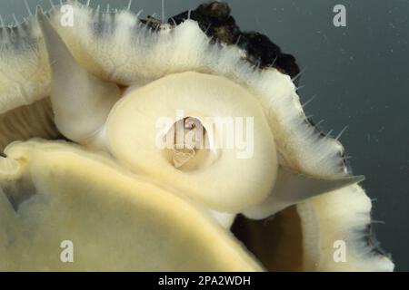 Marionetta comune (Patella vulgata), marionette comuni, altri animali, lumache, animali, Molluschi, comune limpetto adulto, primo piano della radula (in cattività) Foto Stock