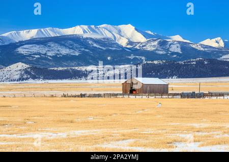 fienile e campi di fattoria sotto il monte haggin in inverno nei pressi di anaconda, montana Foto Stock
