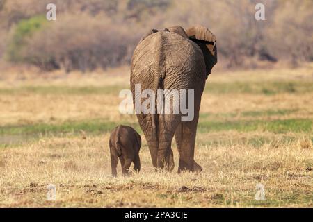 Elefante, Loxodonta africana, bambino con madre, mucca elefante in piedi insieme nella savana. Delta dell'Okavango, Botswana, Africa Foto Stock