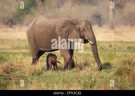 Elefante, Loxodonta africana, bambino sotto la madre, mucca elefante in piedi insieme in savana. Delta dell'Okavango, Botswana, Africa Foto Stock