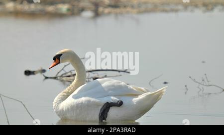Cigno con remi sollevati lateralmente sul lago Foto Stock