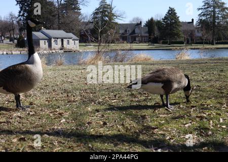 Due oche alla ricerca di cibo nel parco cittadino vicino allo stagno in una giornata di sole. Foto Stock