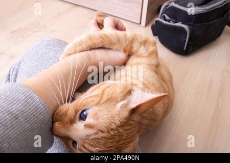 Il gatto rosso arrabbiato morde a mano in camera da vicino Foto Stock