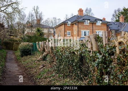 Tagliare con durezza alberi e siepi Foto Stock