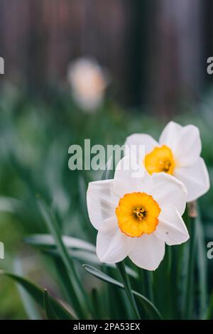 Narcissus fiore. Narcissus daffodil fiori e foglie verdi sfondo farfalla. Foto Stock