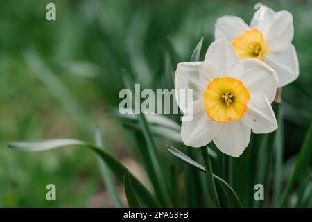 Narcissus fiore. Narcissus daffodil fiori e foglie verdi sfondo farfalla. Foto Stock