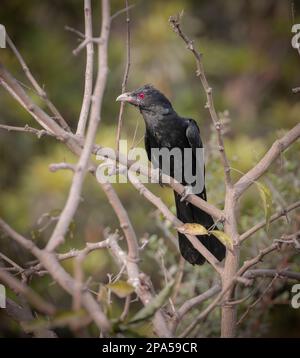 Il koel asiatico (maschio). Il koel asiatico è un membro dell'ordine dei cucucucucucucucucucuculi degli uccelli, i cucupuliformi. Si trova nel subcontinente indiano, in Cina e nel sud-est Foto Stock