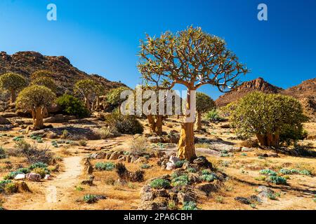 Gruppo di splendidi alberi indigeni, Kokerboom, (Aloe dichotoma) nel tipico paesaggio secco di savana africana ampia su un cielo azzurro giorno soleggiato. Foto Stock