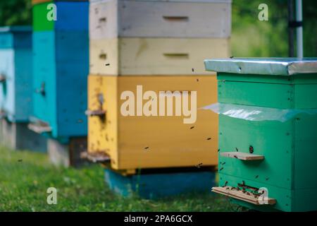 Alveari diversi nell'apiario. Alveari singoli e multipli. Alveare corpo unico verde e api di ritorno. Foto Stock