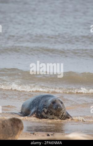 Colonia di grypus di foca grigia di Halichoerus su una spiaggia a Horsey Gap, Norfolk, Inghilterra, Regno Unito Foto Stock