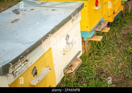 Orticaria colorata in legno e plastica contro il cielo blu in estate. Apiario in piedi in cortile su erba. Tempo freddo e ape seduta in alveare. Foto Stock
