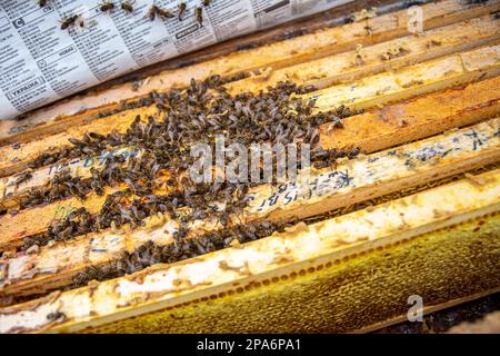 l'apicoltore spinge il telaio dello scalpello. L'uomo supervisiona la produzione di miele nelle api. Cornici di ape in legno visibili. Le cornici sono ricoperte di sciame di api Foto Stock