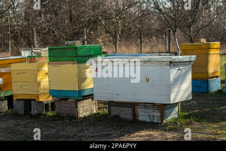 Orticaria da dietro senza volare. Orticaria colorata in legno e plastica contro il cielo blu in estate. Apiario in piedi in cortile su erba. Clima freddo e ape Foto Stock