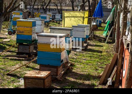 Orticaria colorata in legno e plastica contro il cielo blu in estate. Apiario in piedi in cortile su erba. Tempo freddo e ape seduta in alveare. Foto Stock
