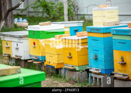 Orticaria colorata in legno e plastica contro il cielo blu in estate. Apiario in piedi in cortile su erba. Tempo freddo e ape seduta in alveare. Foto Stock