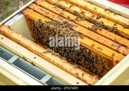 Ispezione delle famiglie di api su apiary nel concetto di apicoltura di primavera. Messa a fuoco morbida. Foto Stock