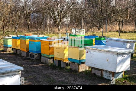 Sideboards vicino all'entrata dell'alveare., per aiutare le api cadute ad entrare nell'alveare. Preparazione dell'apiario per la primavera. Foto Stock