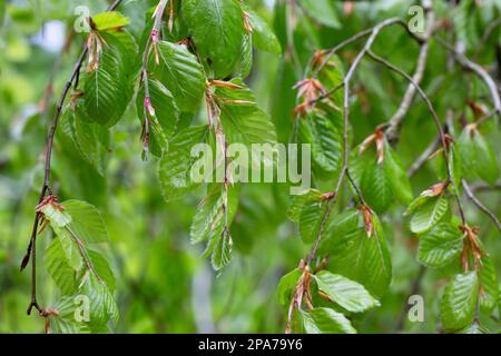 Rami con foglie primaverili faggio europeo Fagus sylvatica , fuoco selettivo. Pianta sfondo con foglie di primavera verde. Foto Stock