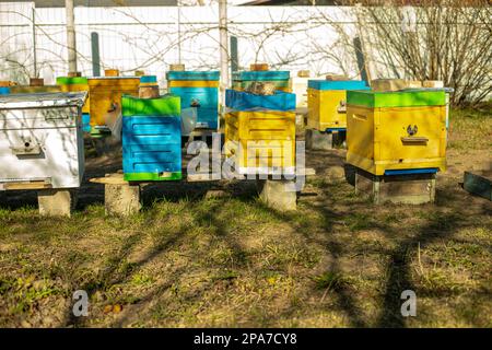 Alveari colorati in legno e plastica in estate. Apiary in piedi in cortile. Tempo freddo e ape seduta in alveare Foto Stock