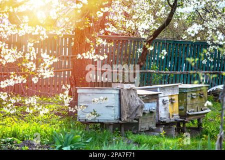Giardino fiorito con apiary. Le api sorgono sotto gli alberi fioriti di meli. Tulipani rossi sullo sfondo di alveari. Messa a fuoco morbida. Foto Stock
