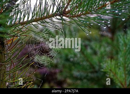 Ragni su un ramo di pino bagnato in Galles, Regno Unito Foto Stock