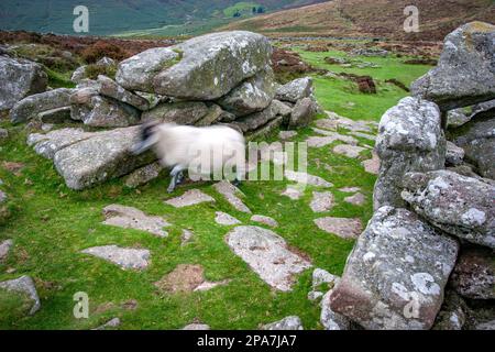 Resti di granito dei cerchi di capanne dell'età del bronzo a Grimspound nel centro di Dartmoor Devon, Regno Unito Foto Stock