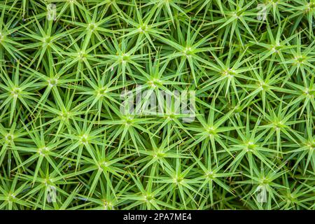 Haircap Moss Polytrichum comune che cresce in zone umide a Hothfield Common nel Kent UK Foto Stock