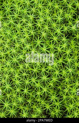 Haircap Moss Polytrichum comune che cresce in zone umide a Hothfield Common nel Kent UK Foto Stock