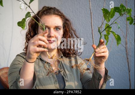 Donna con capelli ricci marroni guardando la macchina fotografica mentre tiene due piante di frutto della passione con le radici nelle sue mani, seduta sul balcone di sera Foto Stock